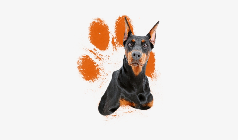 When Raised With Love, Respect, And Proper Training - Doberman Pinscher. Doberman Pinscher Complete Owners, transparent png #1040013