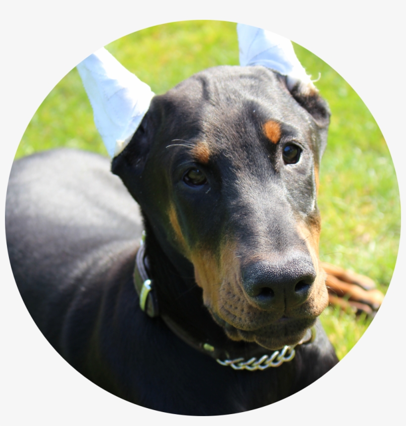 West Coast Doberman Ranch Is A Family Owned And Operated, transparent png #1040045