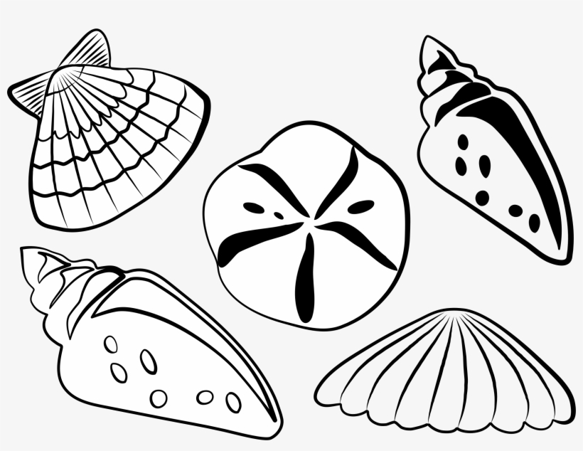 This Free Icons Png Design Of Sea Shells, transparent png #1040051