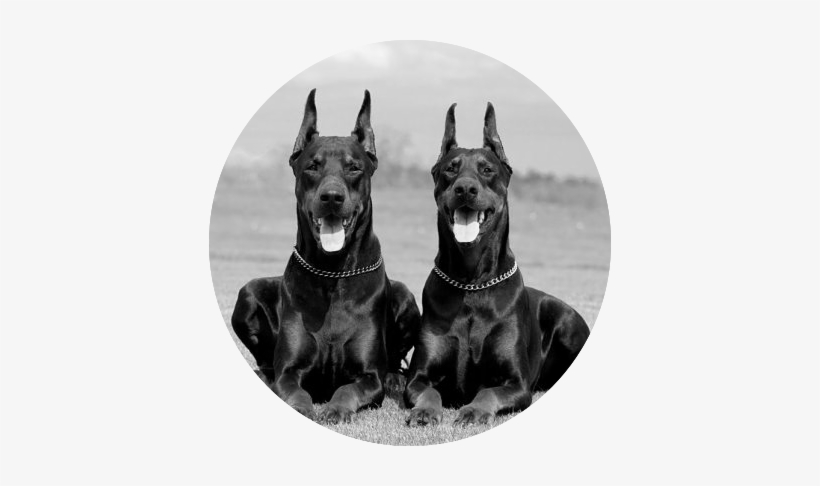 Doberman Pinscher 1 - Big Dobermans, transparent png #1040112