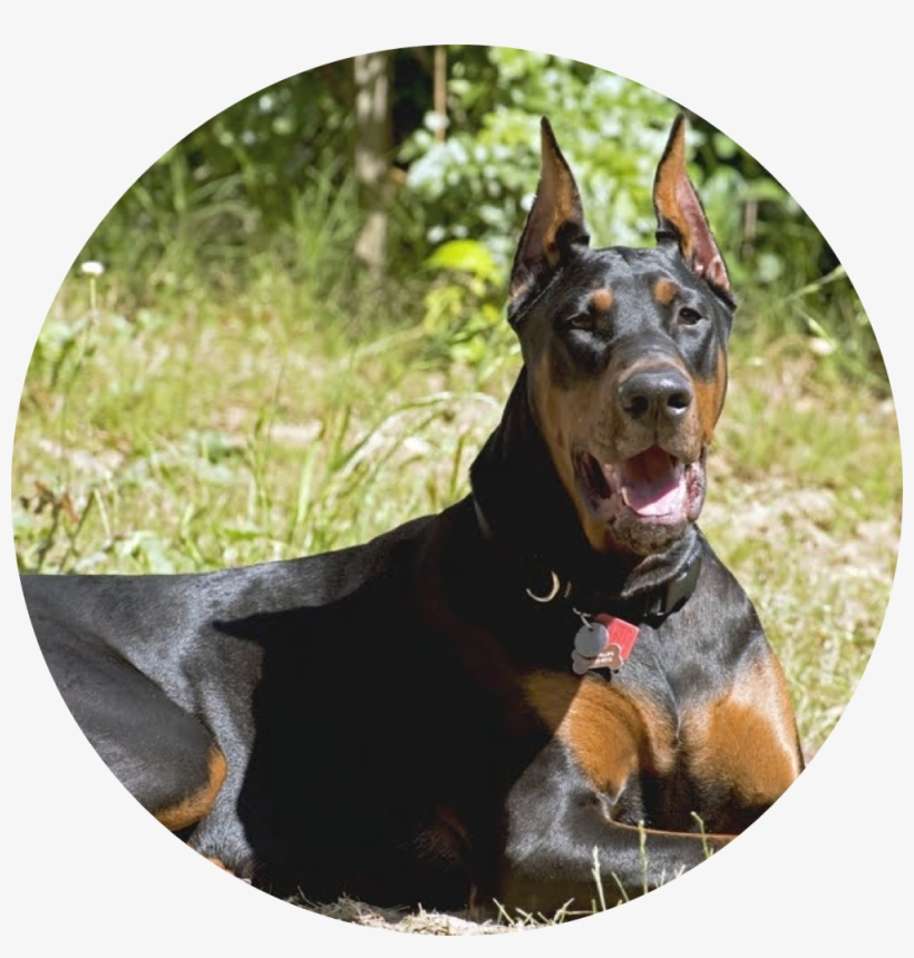 Our Goal Is To Bring You The Best Doberman Breed And - Dobermann, transparent png #1040143