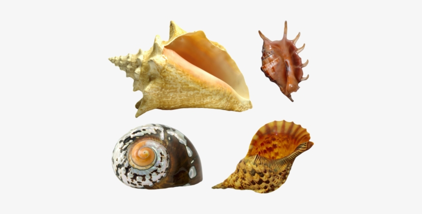 Seashell Png - Sea Shell, transparent png #1040230