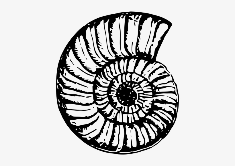 Shell Free Public - Black Shell Png, transparent png #1040237