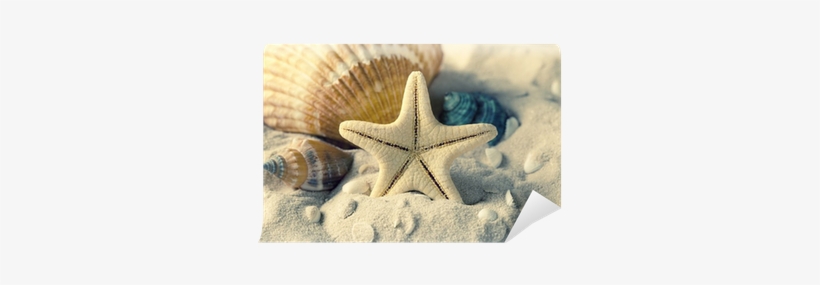 Wall Stickers Wall Decals Style Big Starfish Pvc Wall, transparent png #1040400