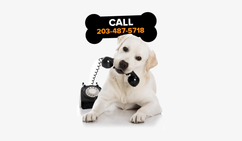 A Doberman Puppy For Sale In Ct Buy A Cute Puppy In - Animals Talking On The Phone, transparent png #1040401