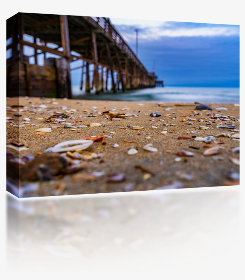 Sea Shells At Newport Pier - Sea, transparent png #1040480