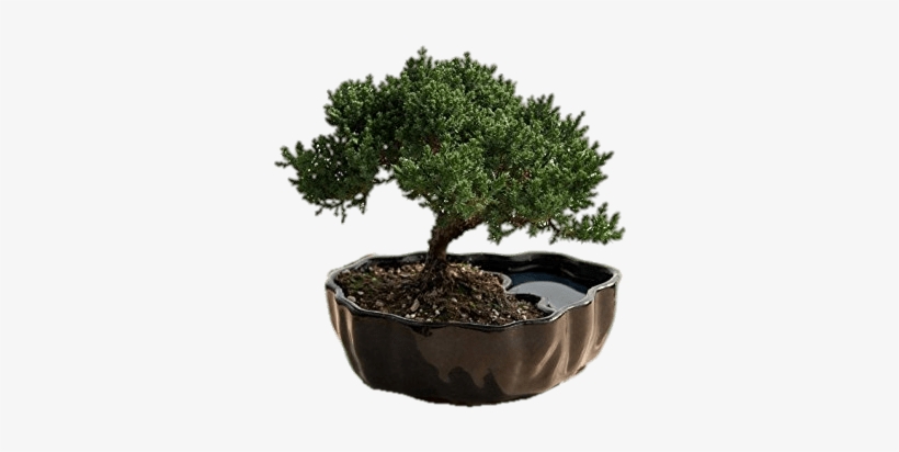 Bonsai Trees - Bonsai Decoration, transparent png #1041553