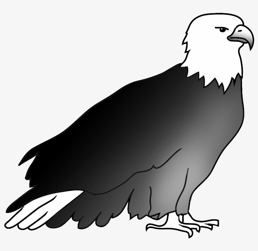 Resting Bald Eagle Drawing - Drawing, transparent png #1041579