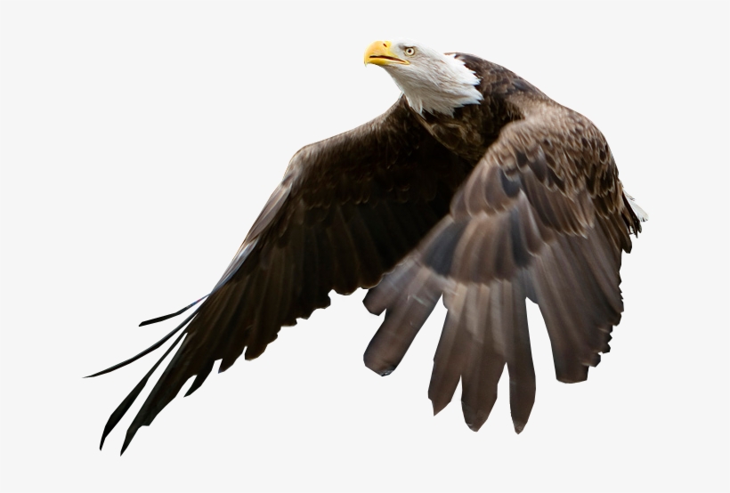 Eagle Being Released - Bald Eagle Blank Background, transparent png #1041630