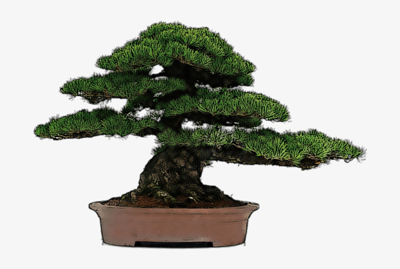 Bonsai Drawing - Bonsai Dibujo, transparent png #1041916