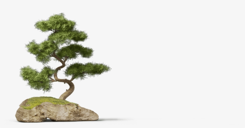 Of Our Client Base Is Vital - Bonsai Pine Tree Png, transparent png #1041930