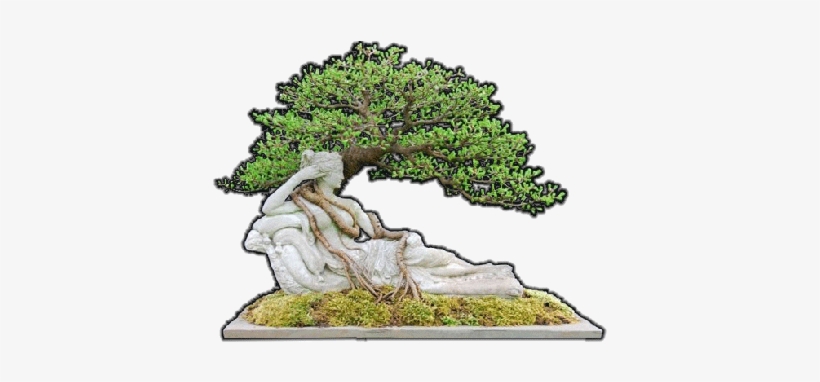 Next - Sageretia Theezans, transparent png #1042011