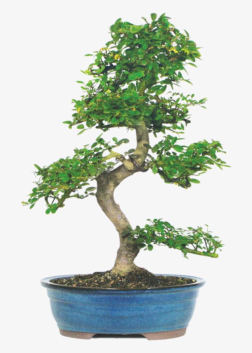 Brussel's Chinese Elm Bonsai, transparent png #1042034
