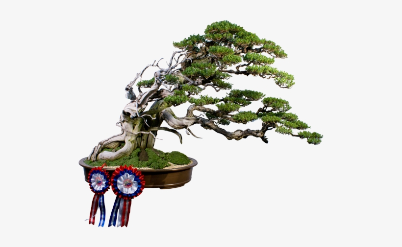 Custom Tag Cloud - Styles Of Bonsai Trees, transparent png #1042039