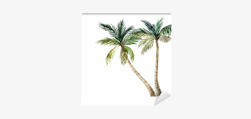 Palm Tree Isolated On White Background - Watercolor Palm Tree, transparent png #1042067