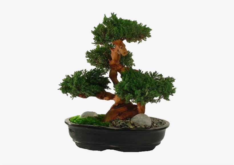 Types Of Bonsai Plants - Plant Nurseries In Karachi, transparent png #1042068