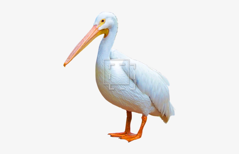 Parent Category - White Birds With Orange Feet, transparent png #1042150