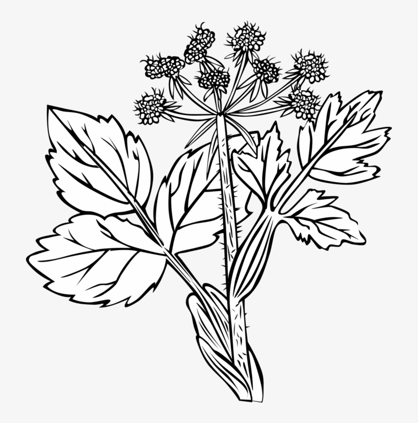 Plants White Snakeroot Flower Palm Trees Hedysarum - Cow Parsnip Drawing, transparent png #1042288