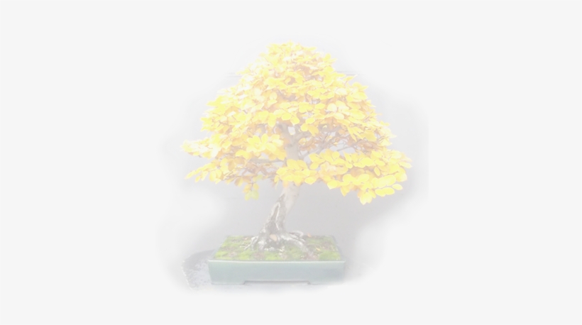 Bonsai Tree - Bonsai, transparent png #1042524