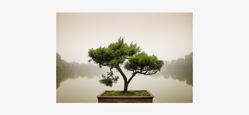 Green Chinese Bonsai Tree - Bonsai Tree Zen Garden, transparent png #1042741