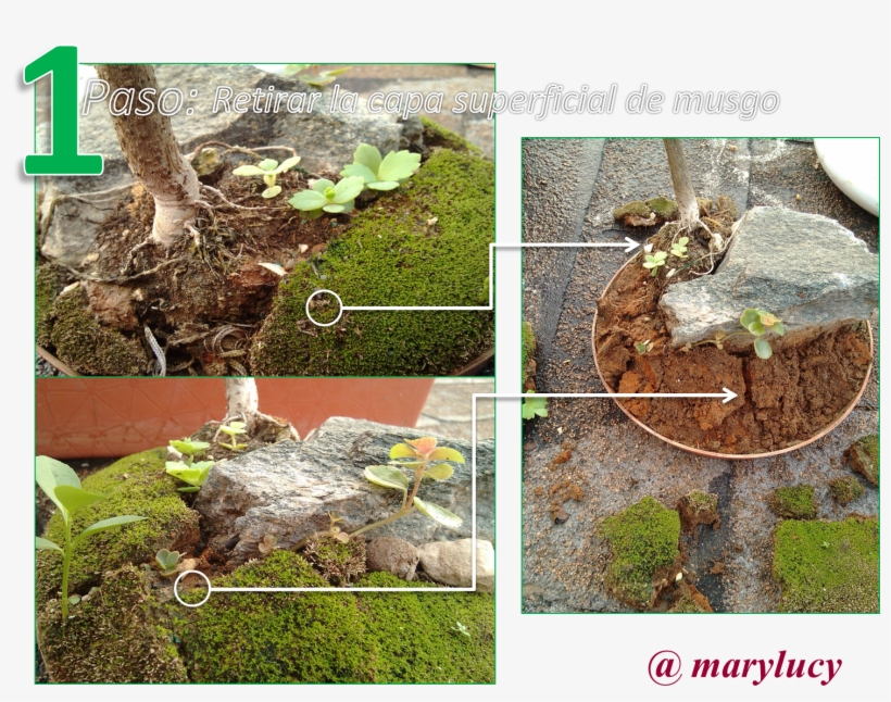 We Must To Do Is Remove The Surface Layer Of Muss For - Portable Network Graphics, transparent png #1042829