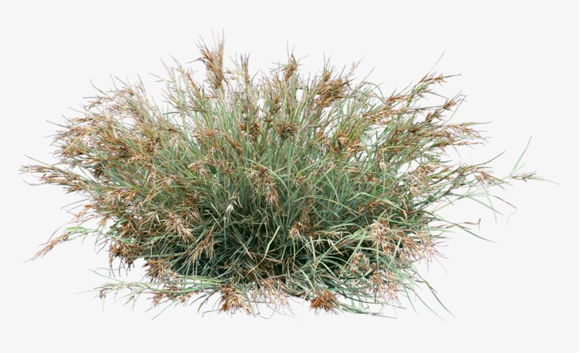 Themeda Australis - Grass, transparent png #1045574
