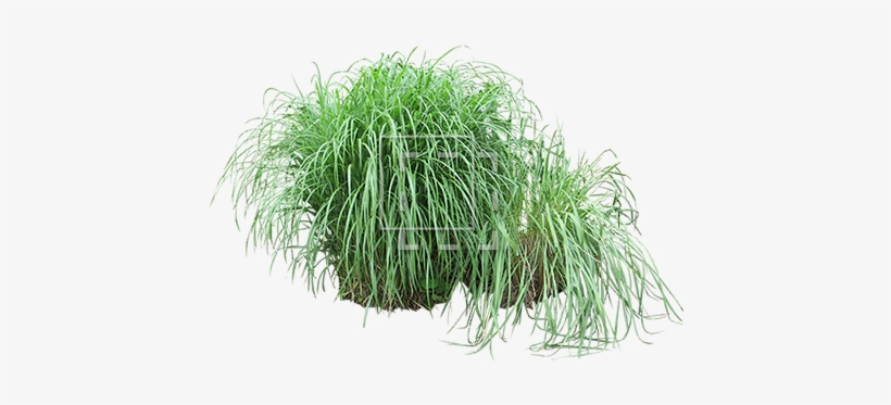 Parent Category - Grasses, transparent png #1045684
