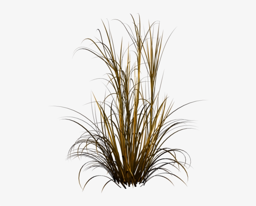Tubes Arbres Et Verdures - Grasses Png, transparent png #1046036