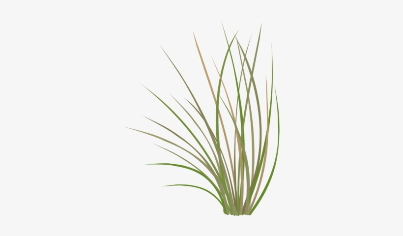 Ian Symbol Pseudoroegneria Spicata - Bluebunch Wheatgrass Drawing, transparent png #1046044