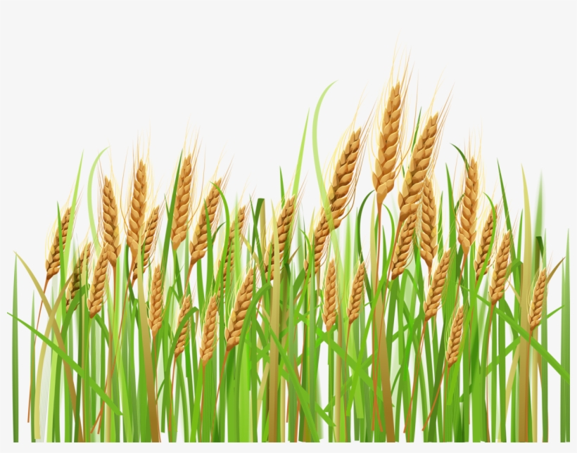 Daisy Clipart Wheat Grass - Wheat Clipart, transparent png #1046364