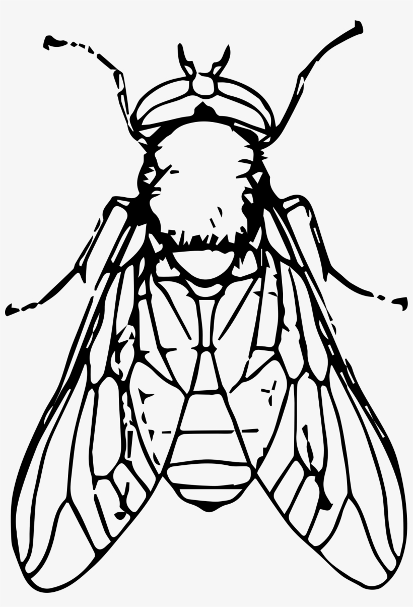 Black Horse Fly Png File - Fly Black And White Clip Art, transparent png #1047714