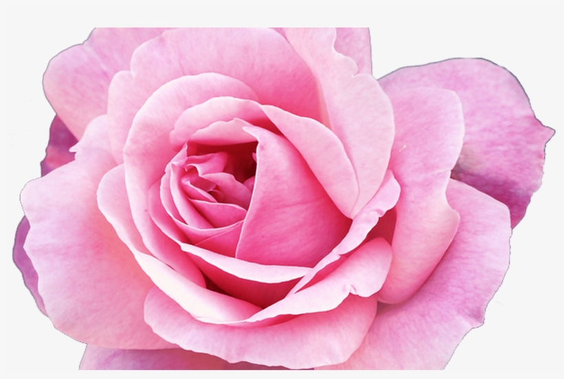 15 Pink Flower Png Tumblr For Free Download On Mbtskoudsalg - Lash Extension Aftercare Sheet, transparent png #1047973