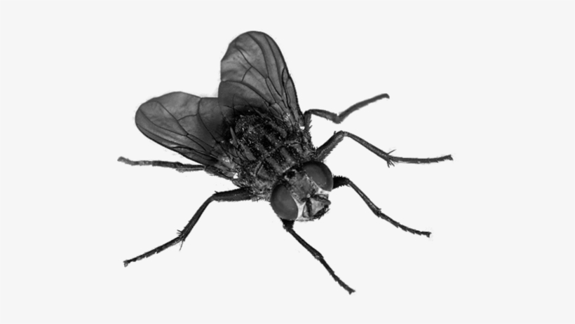 Mosca Png Transparente Stickpng - Fly Transparent, transparent png #1047991
