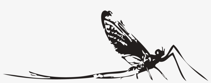 Caddis Fly Entomology Pt - Drawing, transparent png #1048063