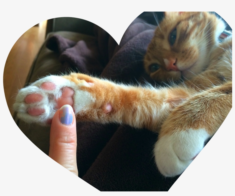Declaw Awareness Why Not To Declaw Cats - Declawed Vs Non Declawed Cat, transparent png #1048849