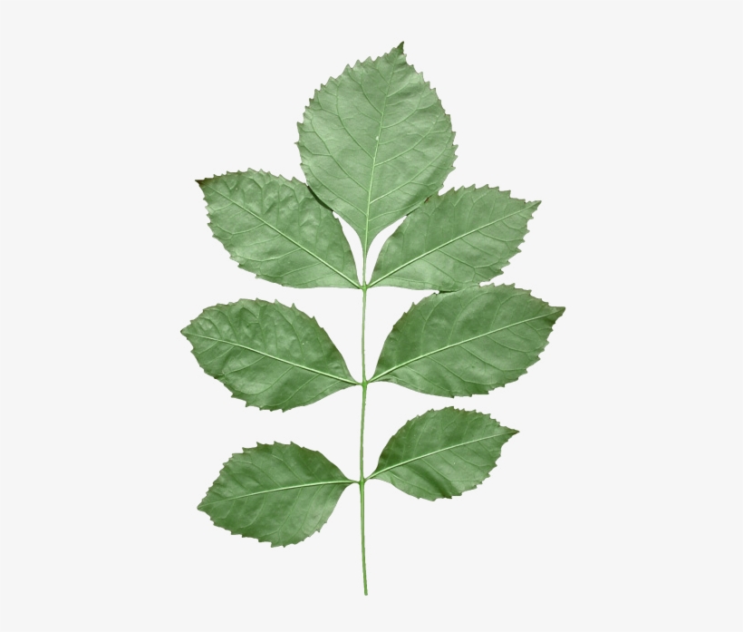 Leaf - Alpha To Coverage, transparent png #1049986