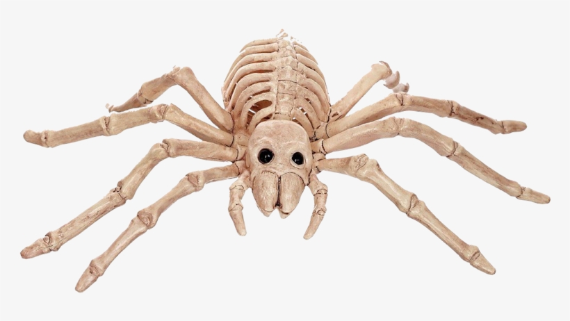 Mini Skeleton Spider - Spider Bone, transparent png #1050080