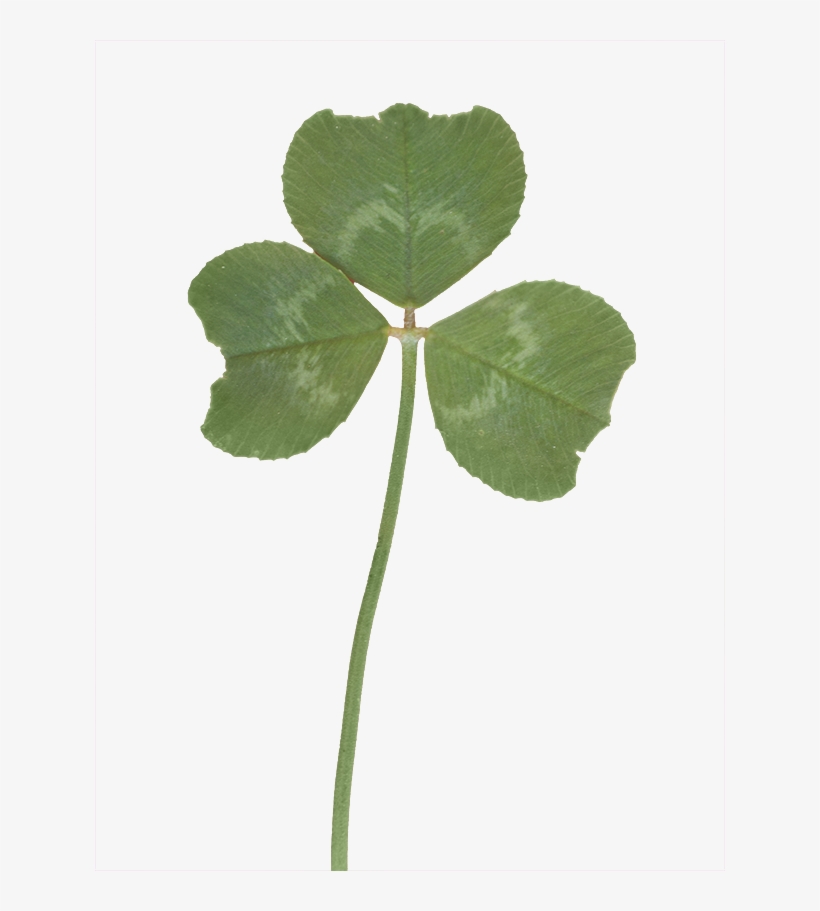 Vegetation Clover 02 - Vegetation, transparent png #1050271