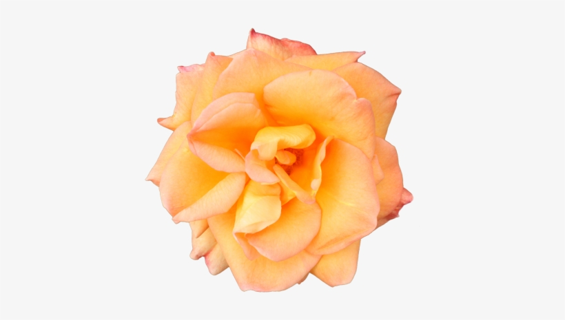 Mainpicture - Garden Roses, transparent png #1050764