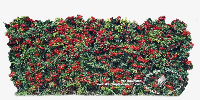 18709 Cut-out Autumnal Hedge Texture - Hedge, transparent png #1050785