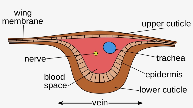 Drawing Veins Eye Vein Jpg Freeuse Library - Insects Specialized Flight Muscles, transparent png #1051243