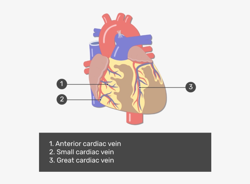 Test Yourself Image For The Anterior View Of The Cardiac - Auricles Of The Heart, transparent png #1051969