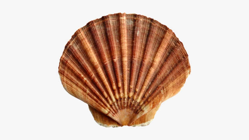 Pngpix Com Sea Shell Png Transparent Image 1 - Shell Transparent, transparent png #1052522