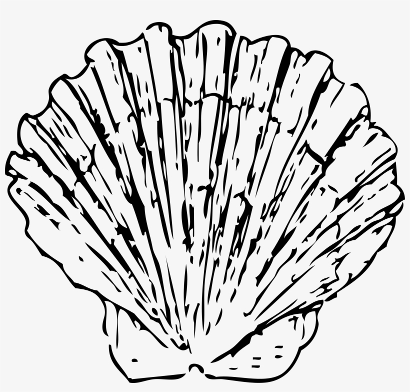 Conch Shell Clip Art - Shells Clipart Black And White, transparent png #1052593