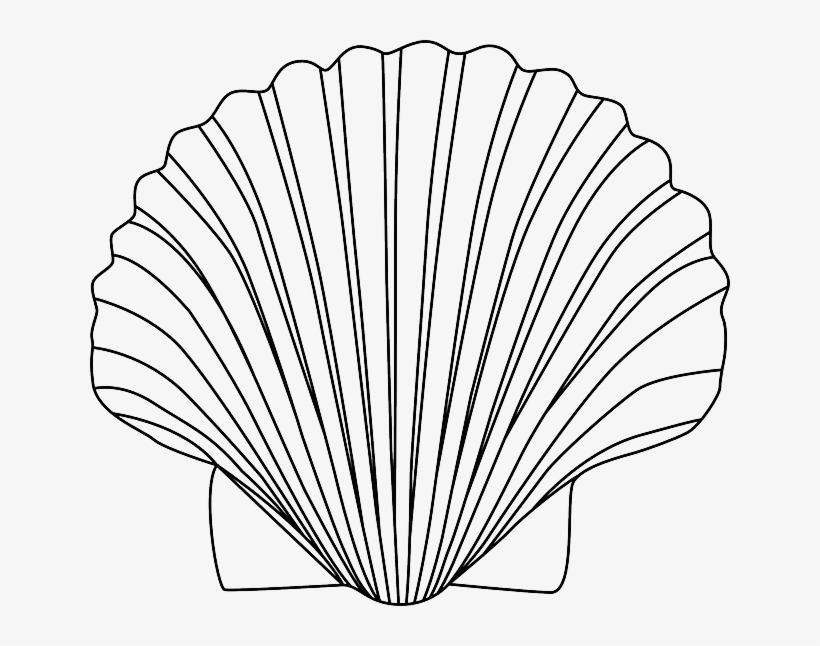 Shell, Animal, Biology, Bivalve, Mollusc - Shell Clipart Black And White, transparent png #1052746