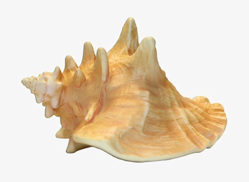 Conch Shell Transparent Image - Conch Png, transparent png #1052804