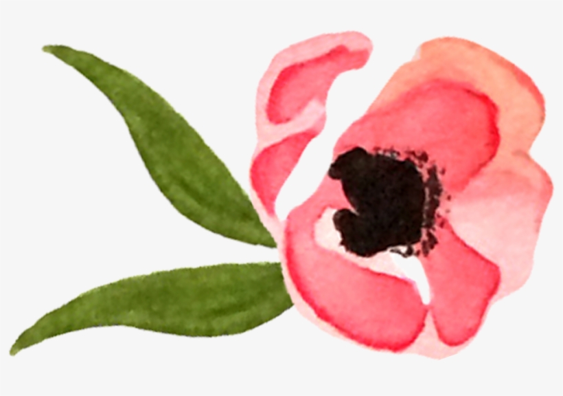 Common Peony, transparent png #1052990