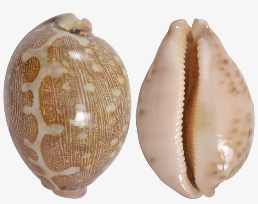 Cowry Shell Png, transparent png #1053497
