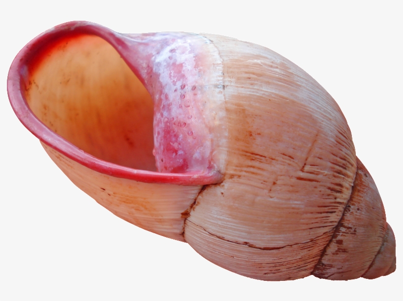 Shell Download Png - Sea Object, transparent png #1053523