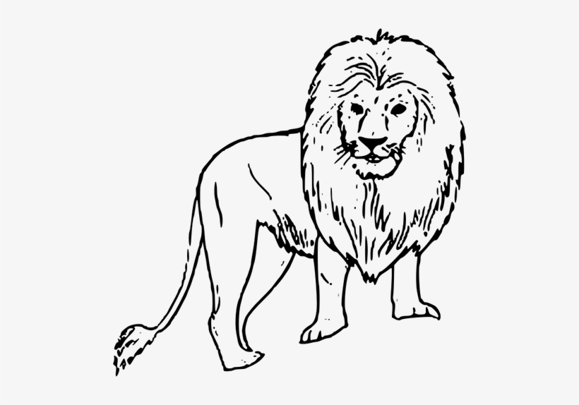 African Lion Vector Line Art Public Domain Vectors - Lion Black N White, transparent png #1057175
